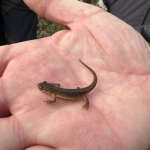 Baby Great Crested Newt